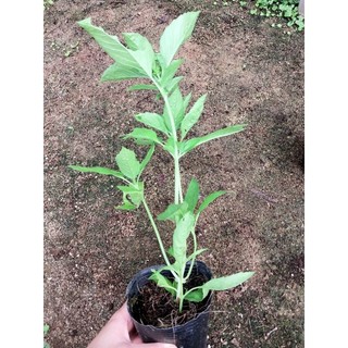 Cây giống húng tây Basil