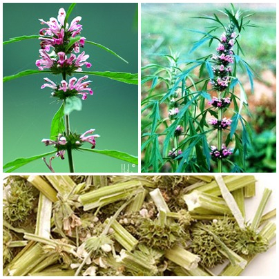Hạt Giống Cây Ích Mẫu (Gói 50 Hạt) -[Cây thảo dược - Dễ Trồng, Tốt cho sức khoẻ]