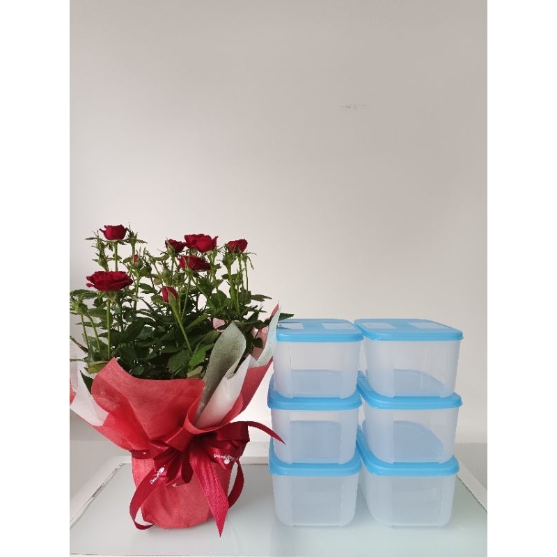 [6 hộp 650ml] Bộ hộp trữ đông Basic Set 6 hộp Tupperware 650ml