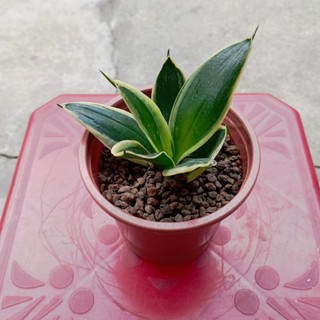 Cây lưỡi hổ búp sen viền vàng, giống lùn, cao 10-15cm