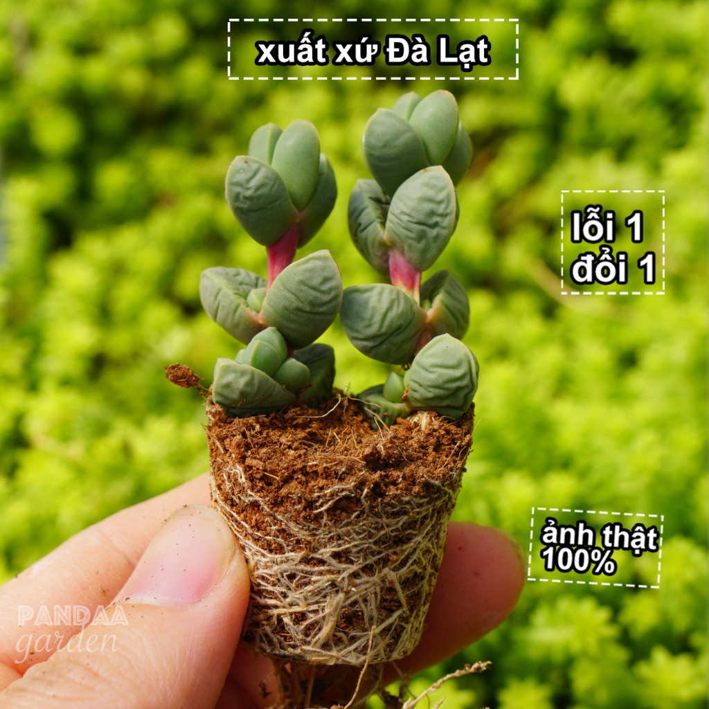Sen Đá Tim Size Mini 2,5-4cm Siêu Cute Dễ Chăm, Sen Đá Mini PANDAA GARDEN Đà Lạt, Thích Nghi Mọi Khí Hậu, Lỗi 1 Đổi 1