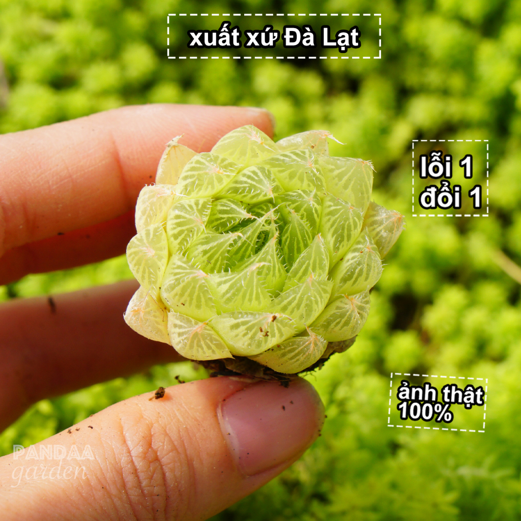 Sen Đá Dạ Quang Size Mini 2.5-4cm Cây Khoẻ Dễ Trồng, Vườn Sen Đá PANDAA GARDEN Xuất Xứ Đà Lạt Khoẻ Đẹp, Lỗi 1 Đổi 1