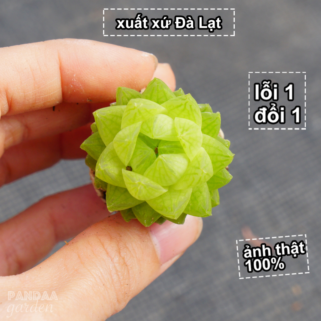 Sen Đá Ngọc Size 2.5 - 4cm Cây Khoẻ Ngọc Sáng, Ảnh Thật 100% Sen Đá Mini Vườn PANDAA GARDEN Thuần Khí Hậu, Lỗi 1 Đổi 1