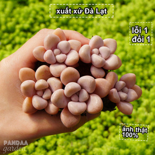 Sen đá sỏi hường size mini 2.5-4cm, sen đá mini pandaa garden đà lạt khoẻ đẹp, thích nghi mọi khí hậu, lỗi 1 đổi 1