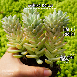 Sen đá chuỗi ngọc đứng size mini size 2,5-4cm lên màu siêu đẹp, sen đá mini pandaa garden đà lạt chuẩn đẹp, lỗi 1 đổi 1