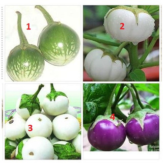 [combo] 4 gói hạt giống cà (cà bát xanh + bát trắng + pháo trắng + bát tím )-[dễ trồng, bội thu]