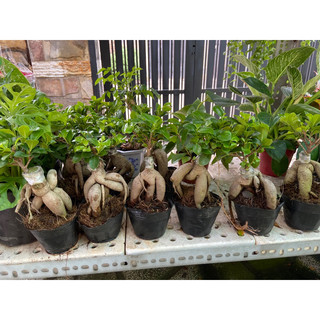 Cây si bonsai để bàn