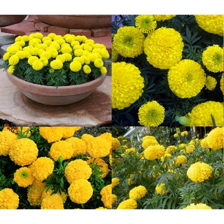 100 Hạt giống cúc VẠN THỌ vàng chanh