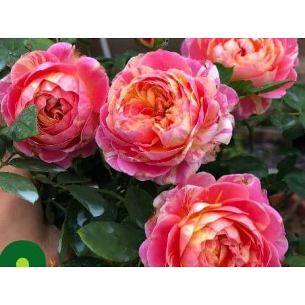 GỐC HOA HỒNG LEO PHÁP DÂY LEO CÂY TO MẬP BÔNG TO CÁNH DÀY  SIÊU NỤ