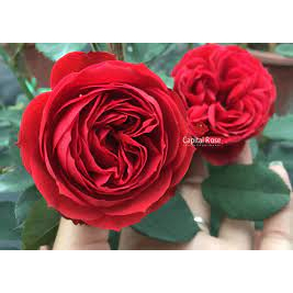 GỐC HOA HỒNG LEO PHÁP DÂY LEO CÂY TO MẬP BÔNG TO CÁNH DÀY  SIÊU NỤ