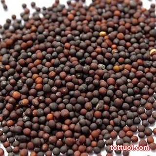 150 hạt giống Cải Thảo