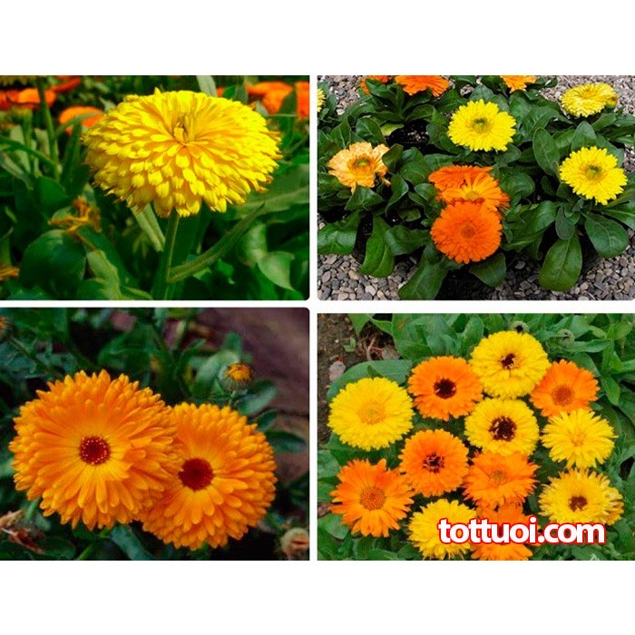 80 Hạt Giống Hoa Cúc Su Si mix