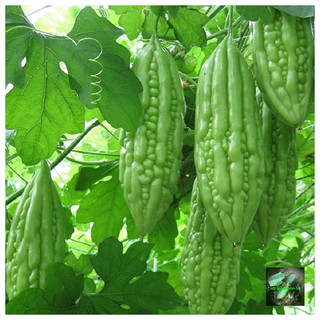 40 Hạt giống Mướp đắng xanh siêu trái