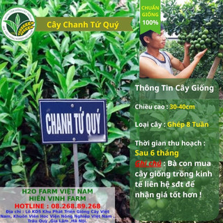 Cây Chanh Tứ Quý Giống Siêu Quả - Đại Học Nông Nghiệp 1