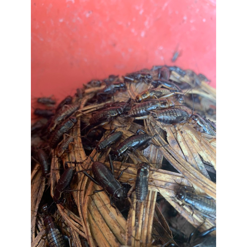 Dế Đen Câu Cá và Cho Cá Gà Ăn 100g