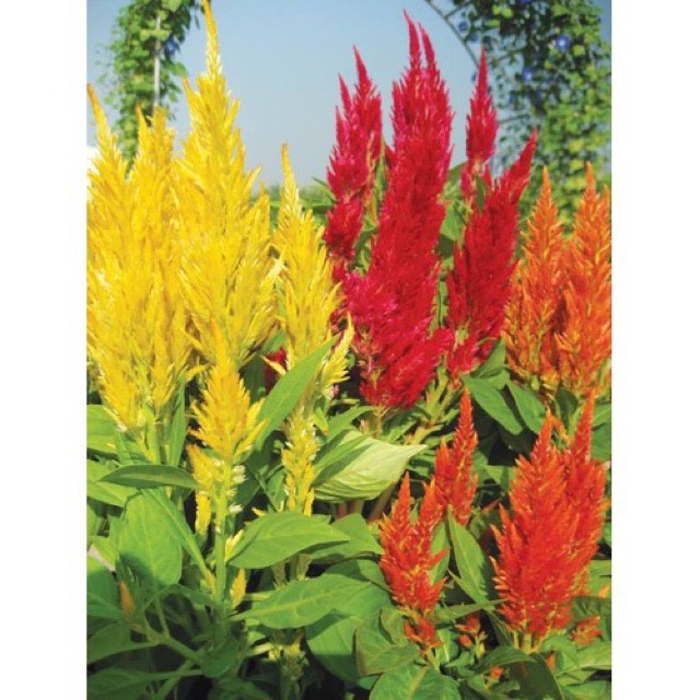 150 Hạt Giống Hoa Mào Gà Đuôi Phụng Đỏ Vàng