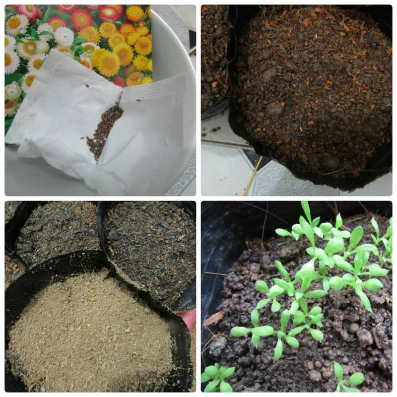 150 hạt cúc BẤT TỬ mix màu