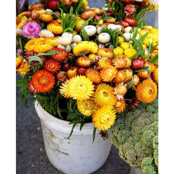 150 hạt cúc BẤT TỬ mix màu