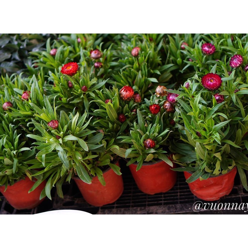 150 hạt cúc BẤT TỬ mix màu