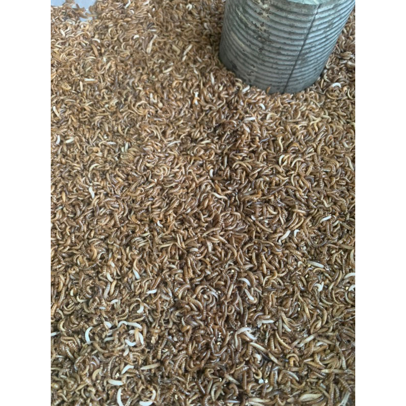 Sâu gạo mini cho chim 100g