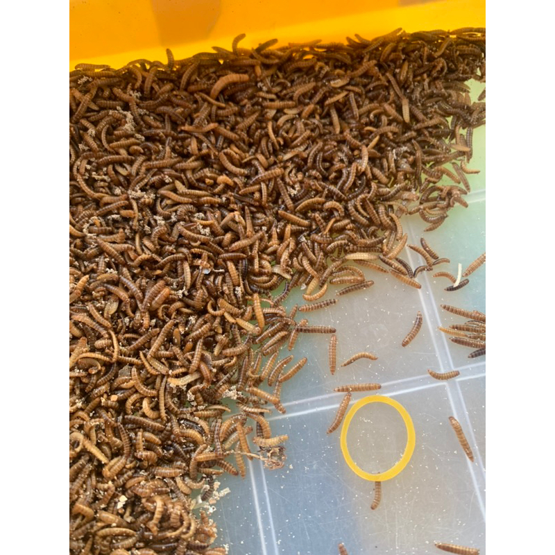 Sâu gạo mini cho chim 100g