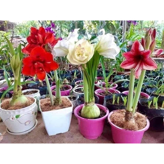 CỦ LAN HUỆ CÁNH  KÉP CỦ SIÊU TO combo 5 củ  (KHÁCH ĐƯỢC CHỌN MÀU)