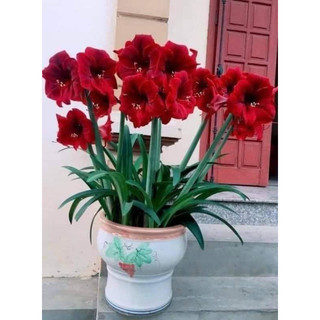 CỦ LAN HUỆ CÁNH  KÉP CỦ SIÊU TO combo 5 củ  (KHÁCH ĐƯỢC CHỌN MÀU)