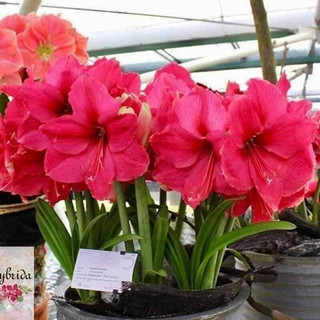 CỦ LAN HUỆ CÁNH  KÉP CỦ SIÊU TO combo 5 củ  (KHÁCH ĐƯỢC CHỌN MÀU)