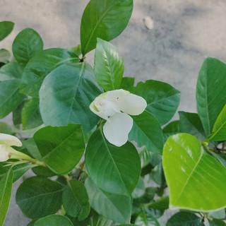 Cây dành dánh lá lớn hoa siêu thơm