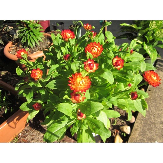 150 hạt cúc BẤT TỬ mix màu