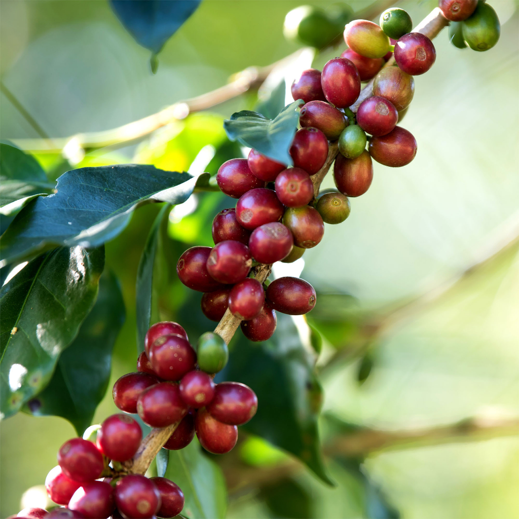 Cà phê bột Arabica rang mộc nguyên chất 69 BUÔN MÊ 250g/500g