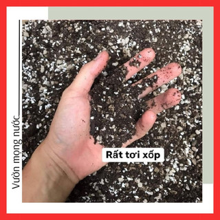 Đất trồng sen đá, xương rồng 250g 🌳 FREE SHIP 🌳 siêu phẩm trồng sen đá, xương rồng
