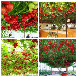 Hạt Giống Cà Chua Leo Giàn (Gói 10Hạt) -[Dễ Trồng, Bội Thu - MUA 5 TẶNG 1 CÙNG LOẠI]