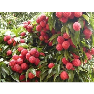 Cây giống vải không hạt siêu quả chuẩn giống cây cao 40-60cm