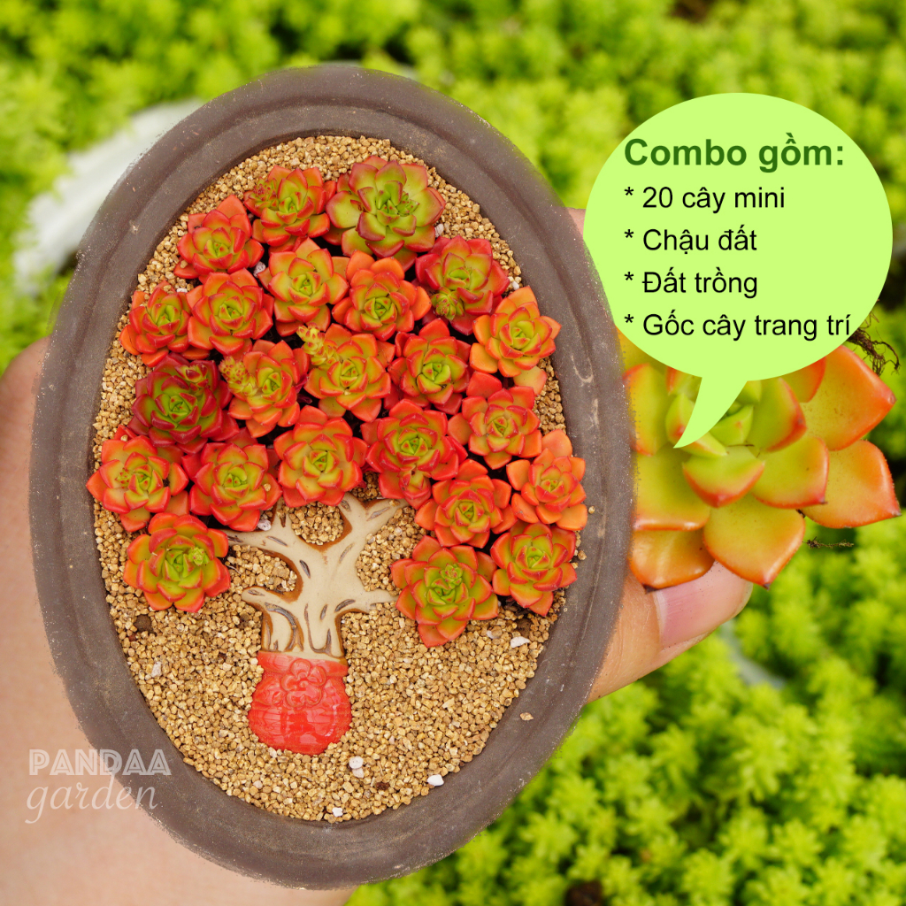 COMBO 20 Cây Sen Đá Mai Đỏ Size Mini 2,5-4cm Kèm Đất +Chậu, Chậu Sen Đá Mini Vườn PANDAA GARDEN, Lỗi 1 Đổi 1