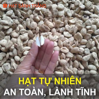 [01 Hạt Sành Trắng nguyên vỏ] - Đại tràng, dạ dày Tây Bắc (còn gọi là hạt sang, hạt dạ dày)