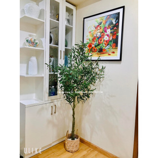 Cây ô liu 1m6 - Thân To - Xum Xuê - Hàng Cao Cấp - Cây Giả