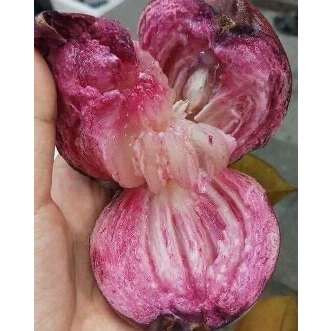 Cây Vú Sữa Tím Mica - CÂY CAO 40-50CM