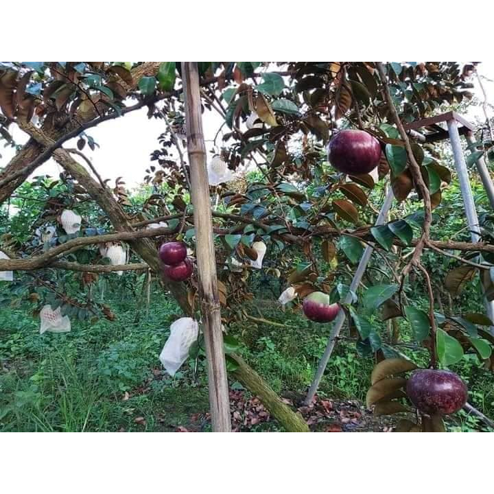 Cây Vú Sữa Tím Mica - CÂY CAO 40-50CM