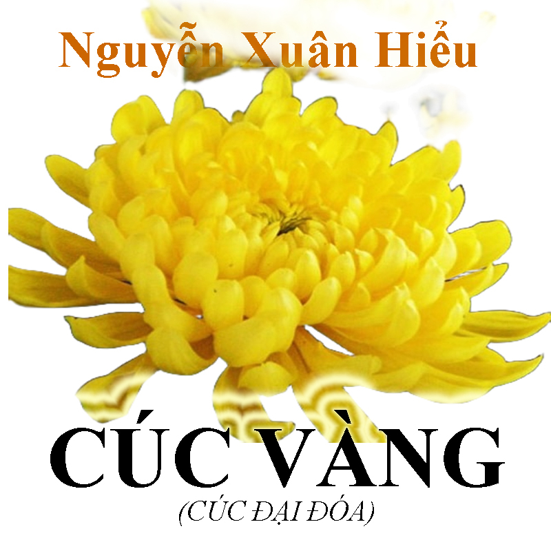 Hạt giống cúa đại đóa - cúc Barcelona vàng -cúc tây vàng F1 xuất xứ Nga bông to đệp