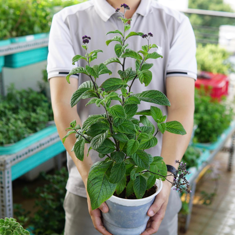 Cây Vani Hoa Tím cây khoẻ JUN GARDEN