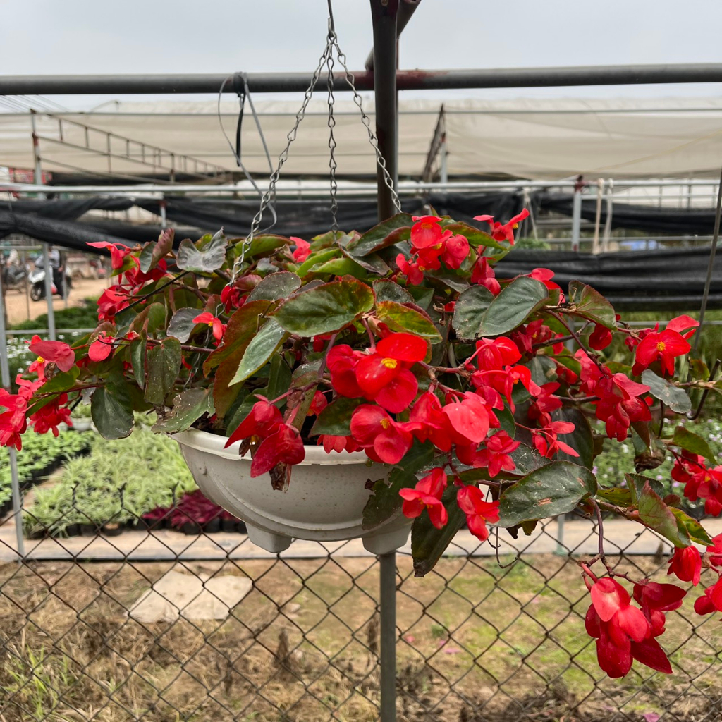 Cây hoa thu hải đường RỦ đã sẵn hoa,thích hợp trồng trang trí treo ban công,sân vườn