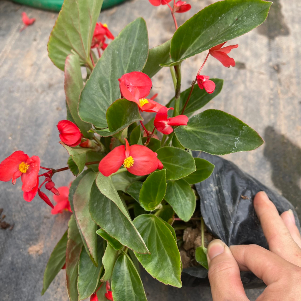 Cây hoa thu hải đường RỦ đã sẵn hoa,thích hợp trồng trang trí treo ban công,sân vườn