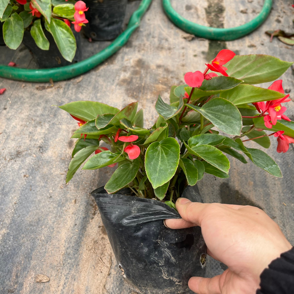 Cây hoa thu hải đường RỦ đã sẵn hoa,thích hợp trồng trang trí treo ban công,sân vườn