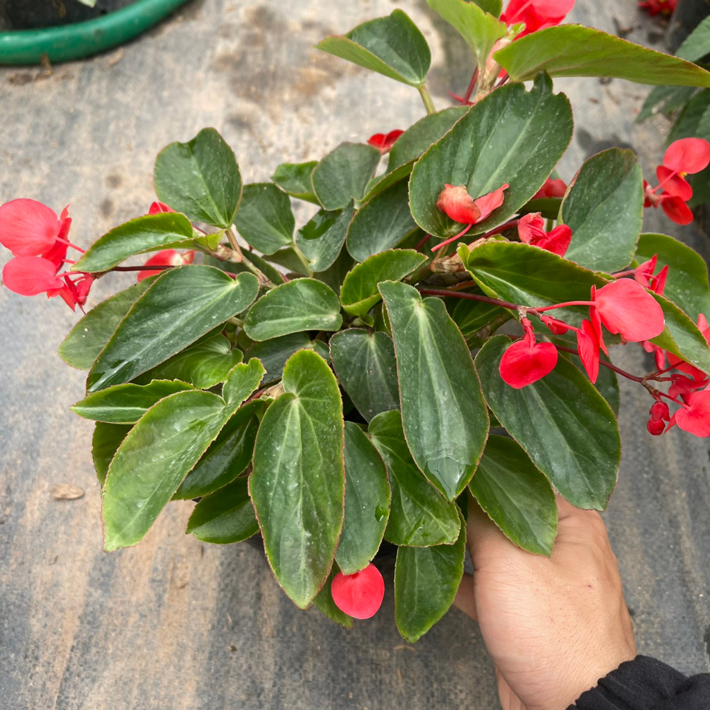 Cây hoa thu hải đường RỦ đã sẵn hoa,thích hợp trồng trang trí treo ban công,sân vườn