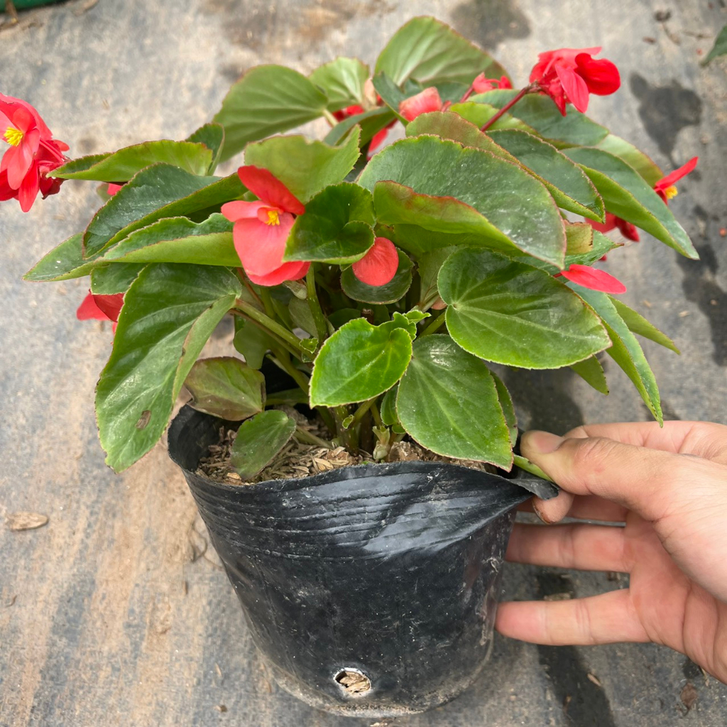 Cây hoa thu hải đường RỦ đã sẵn hoa,thích hợp trồng trang trí treo ban công,sân vườn