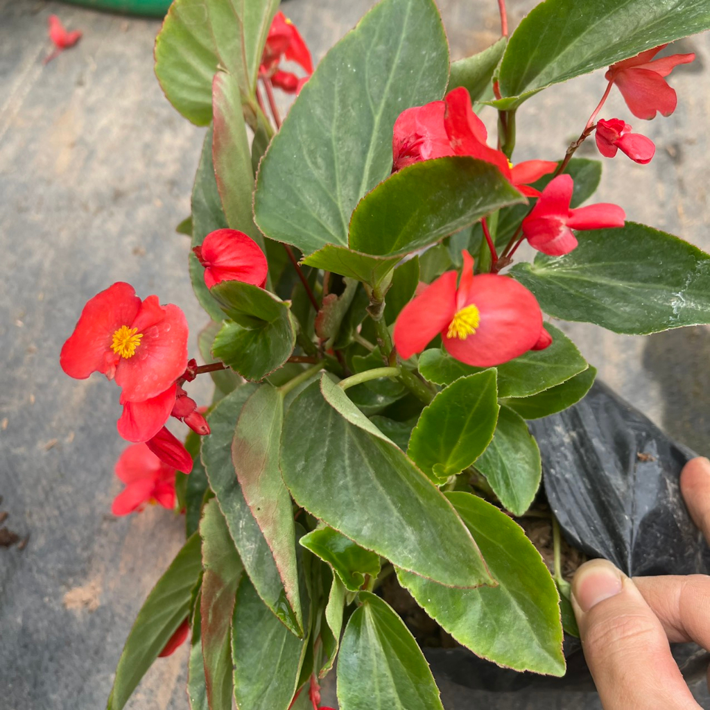 Cây hoa thu hải đường RỦ đã sẵn hoa,thích hợp trồng trang trí treo ban công,sân vườn