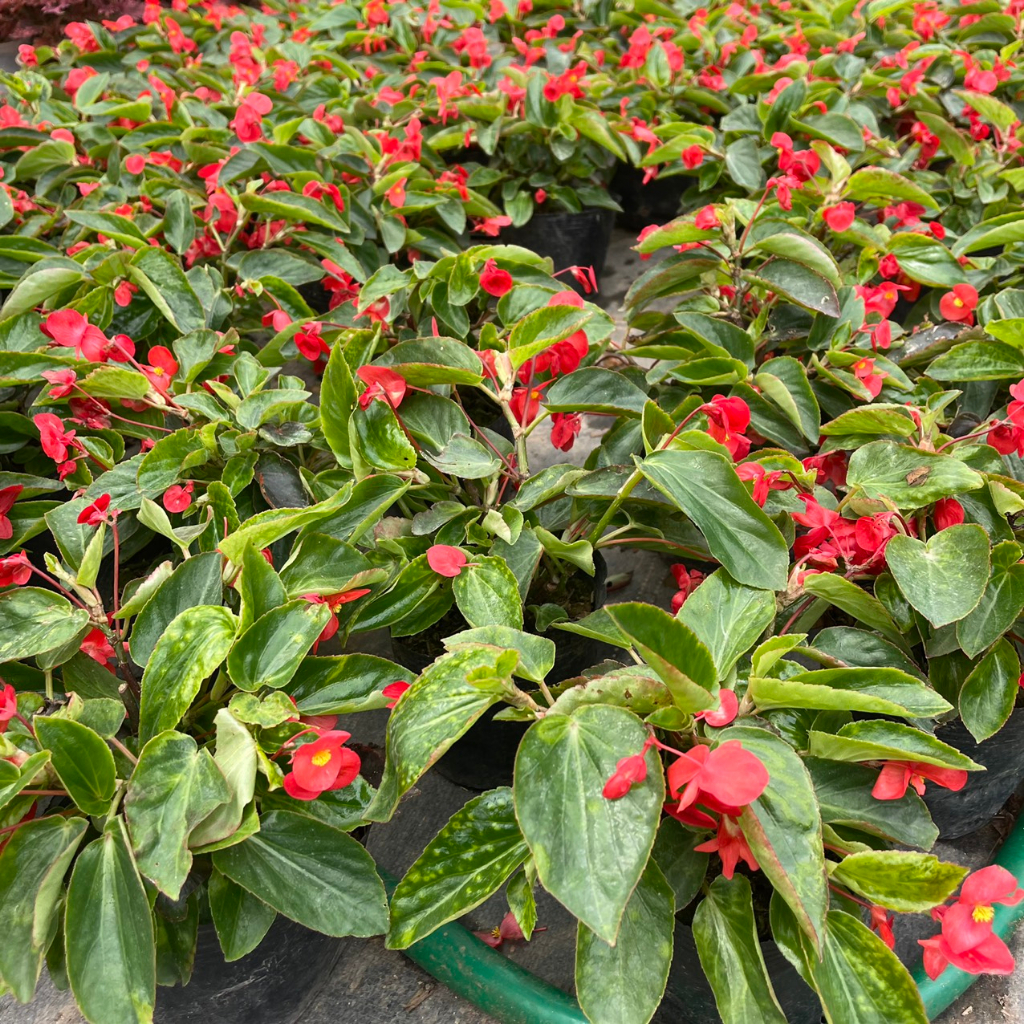 Cây hoa thu hải đường RỦ đã sẵn hoa,thích hợp trồng trang trí treo ban công,sân vườn