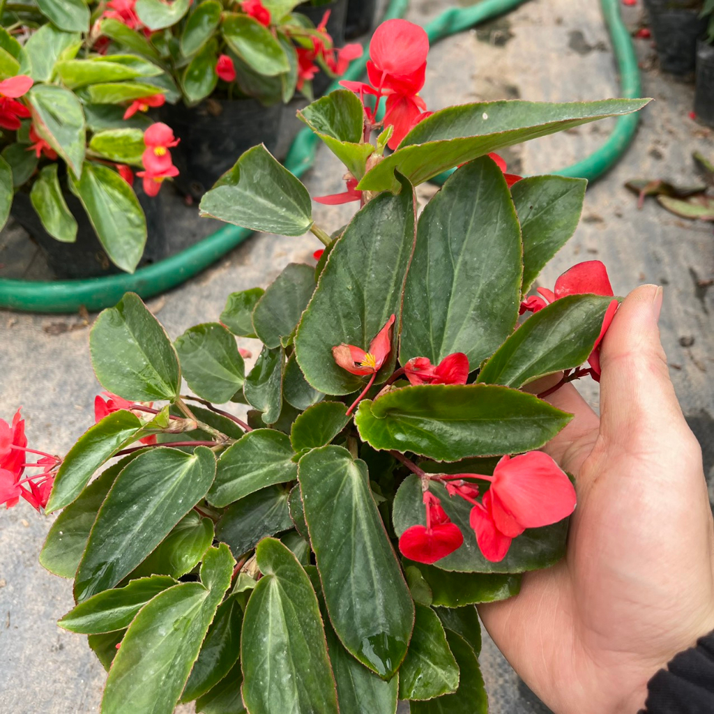 Cây hoa thu hải đường RỦ đã sẵn hoa,thích hợp trồng trang trí treo ban công,sân vườn