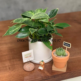 Đế vương kim cương mix chậu để bàn